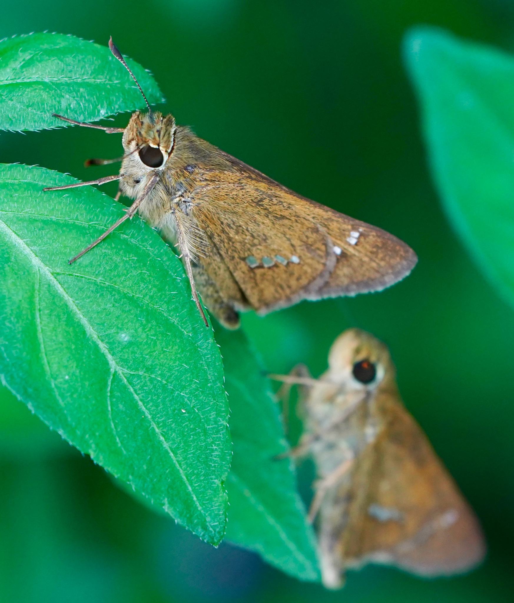 Parnara guttata