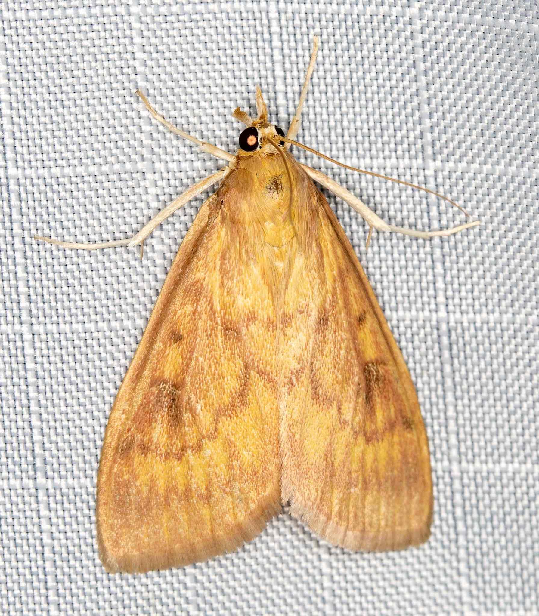 Ostrinia furnacalis