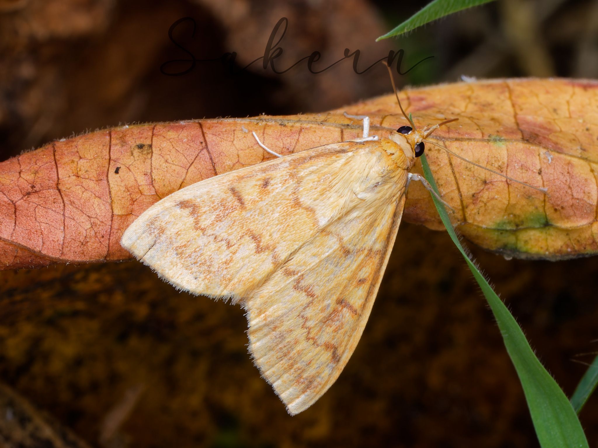 Ostrinia furnacalis