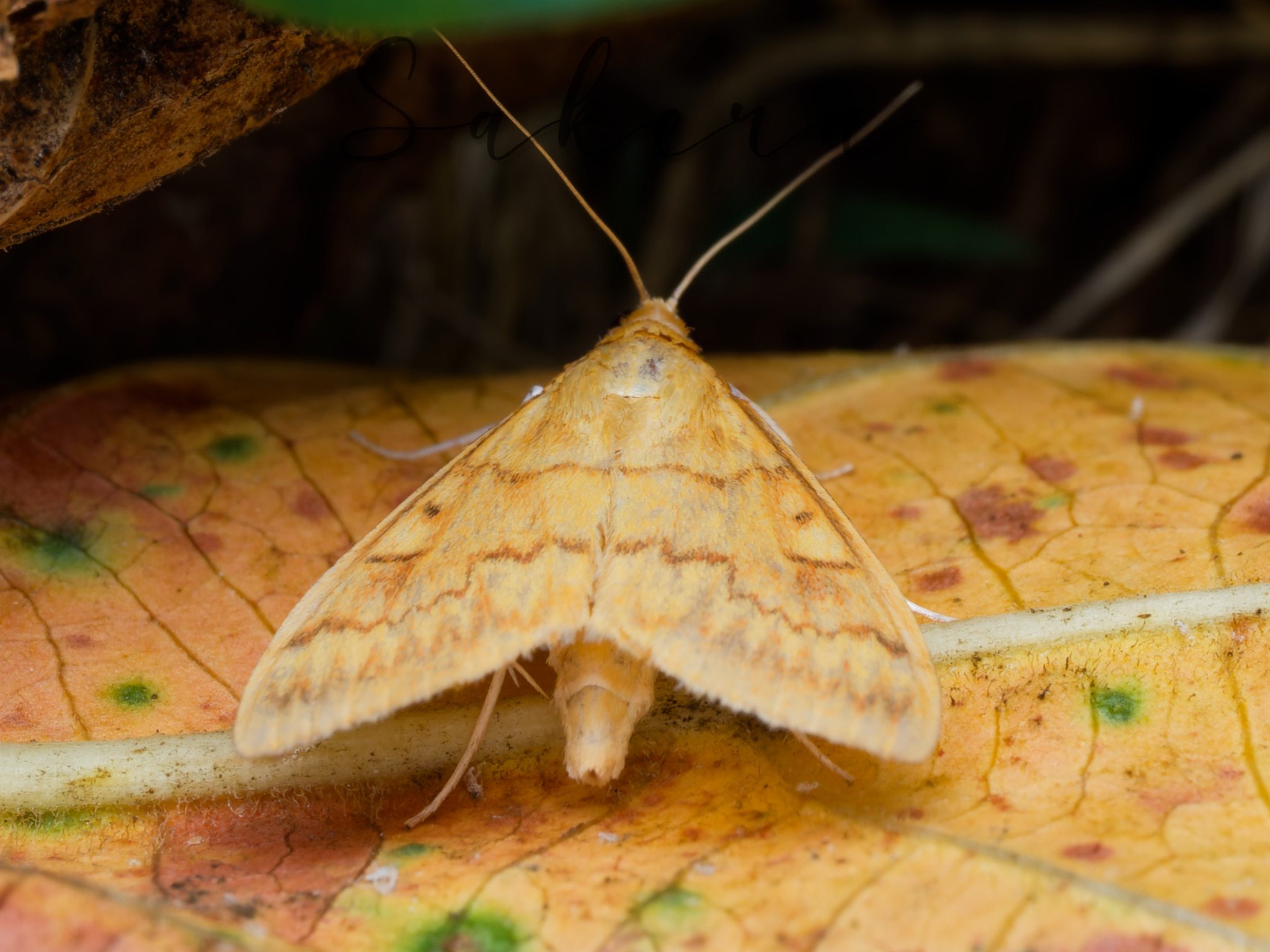 Ostrinia furnacalis