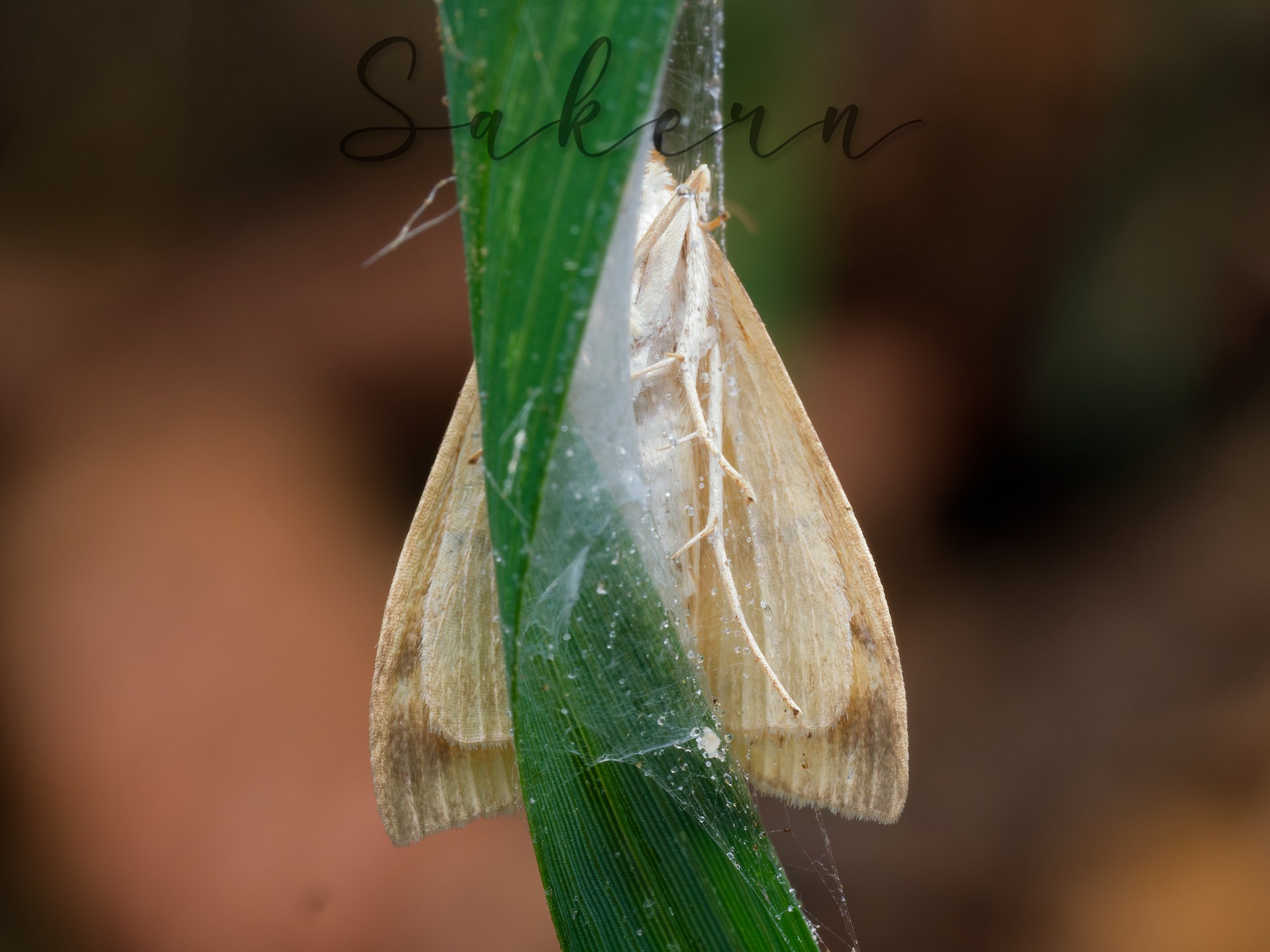 Ostrinia furnacalis