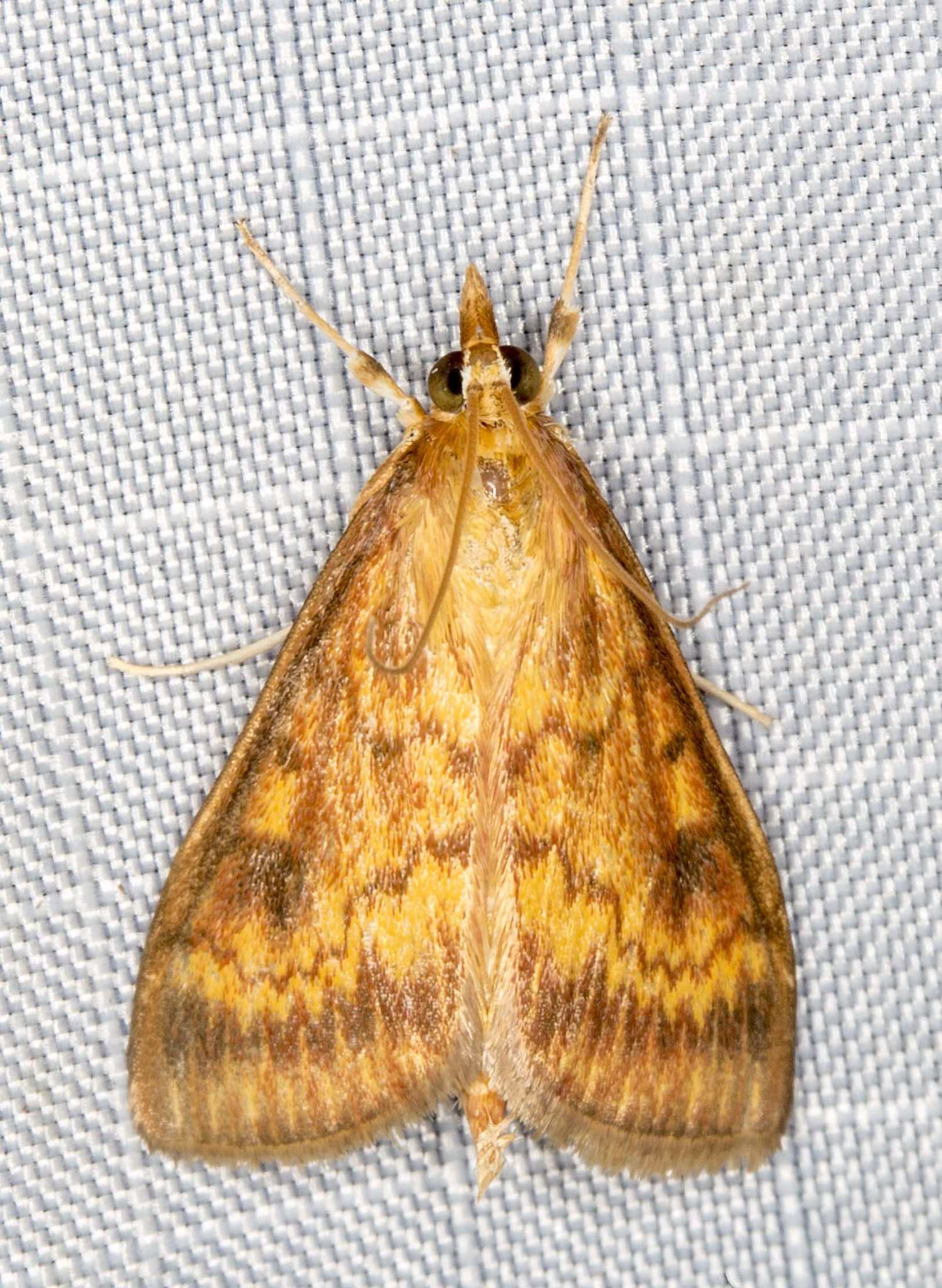 Ostrinia furnacalis