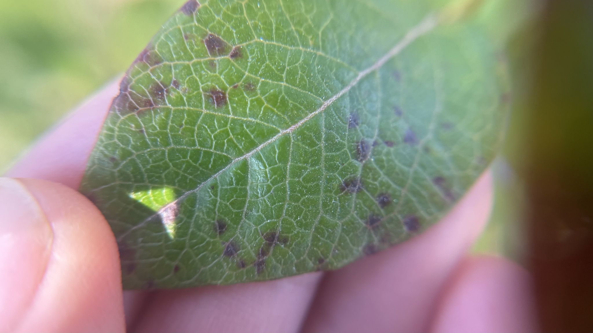 Septoria albopunctata