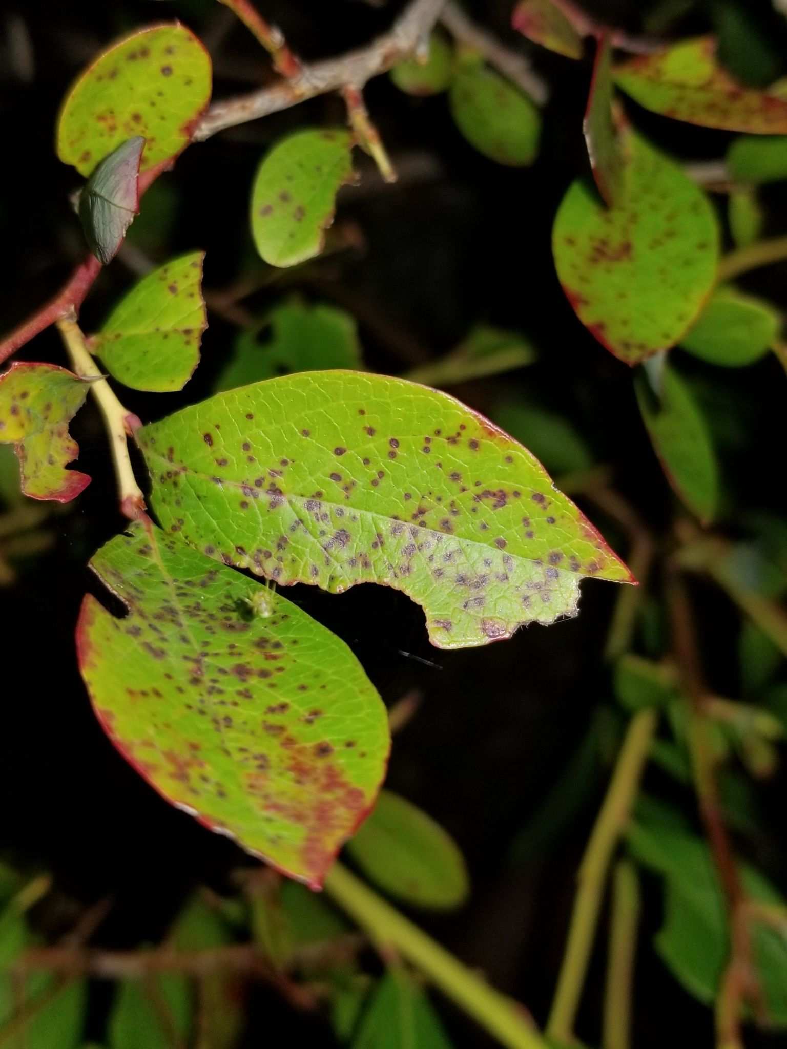 Septoria albopunctata