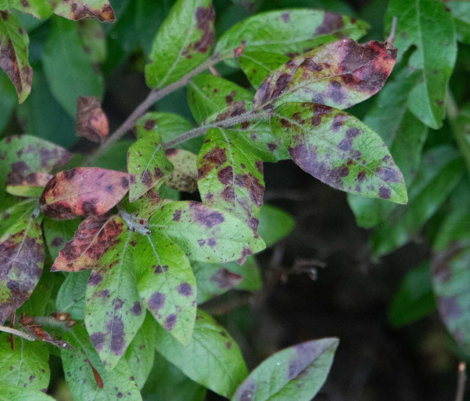 Septoria albopunctata
