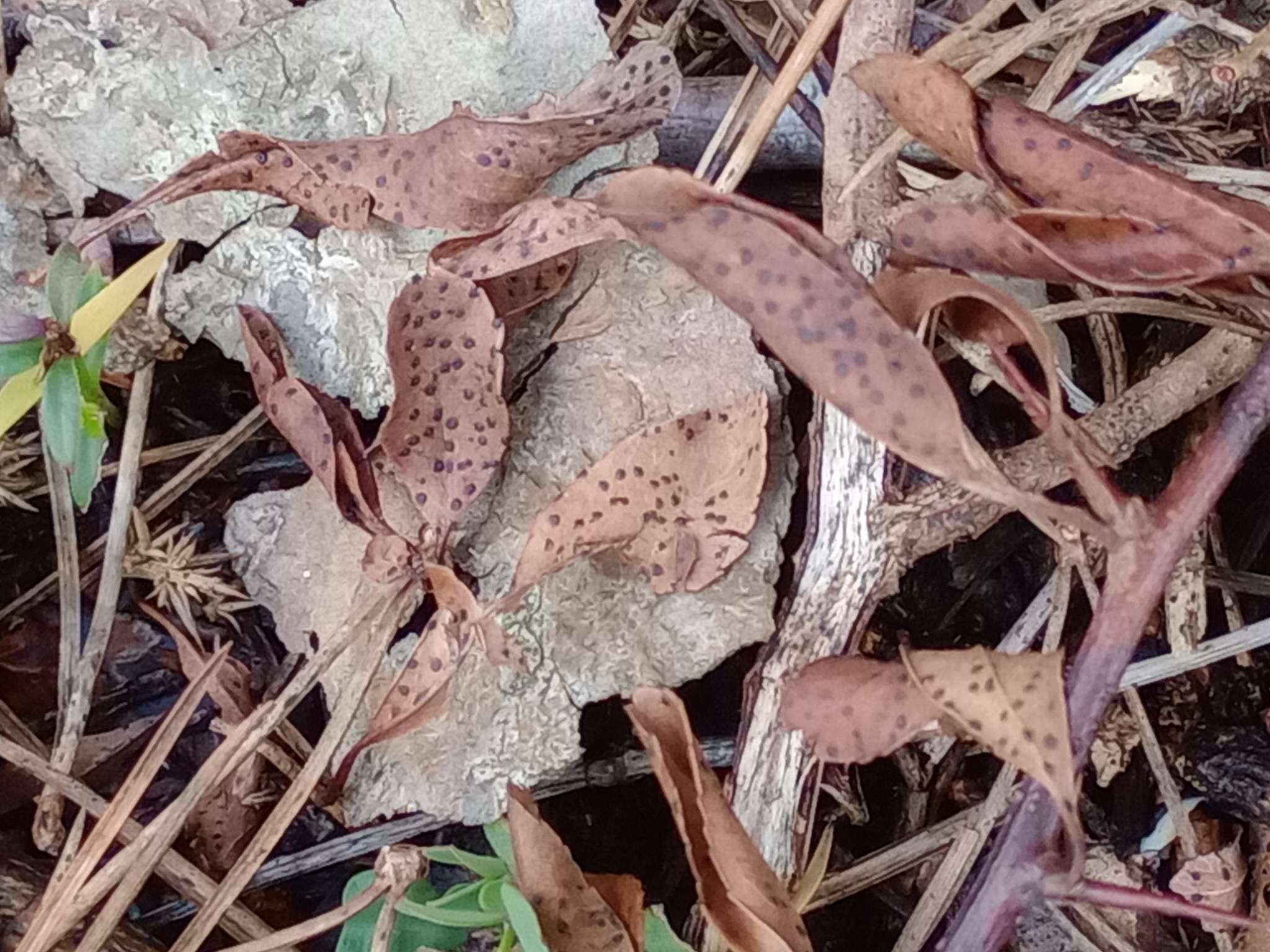 Discosia