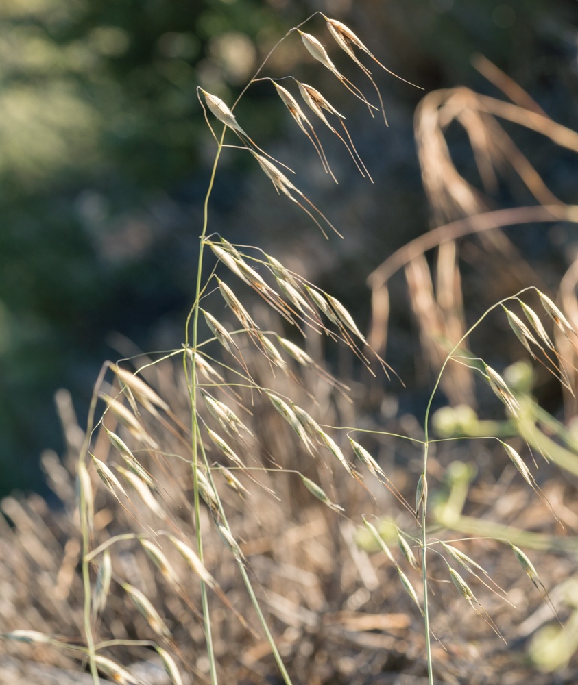 Avena fatua
