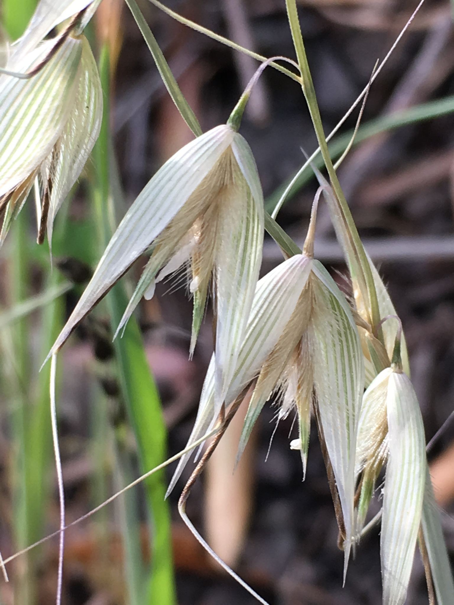 Avena fatua
