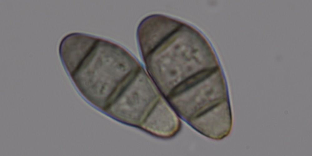 Curvularia verruculosa