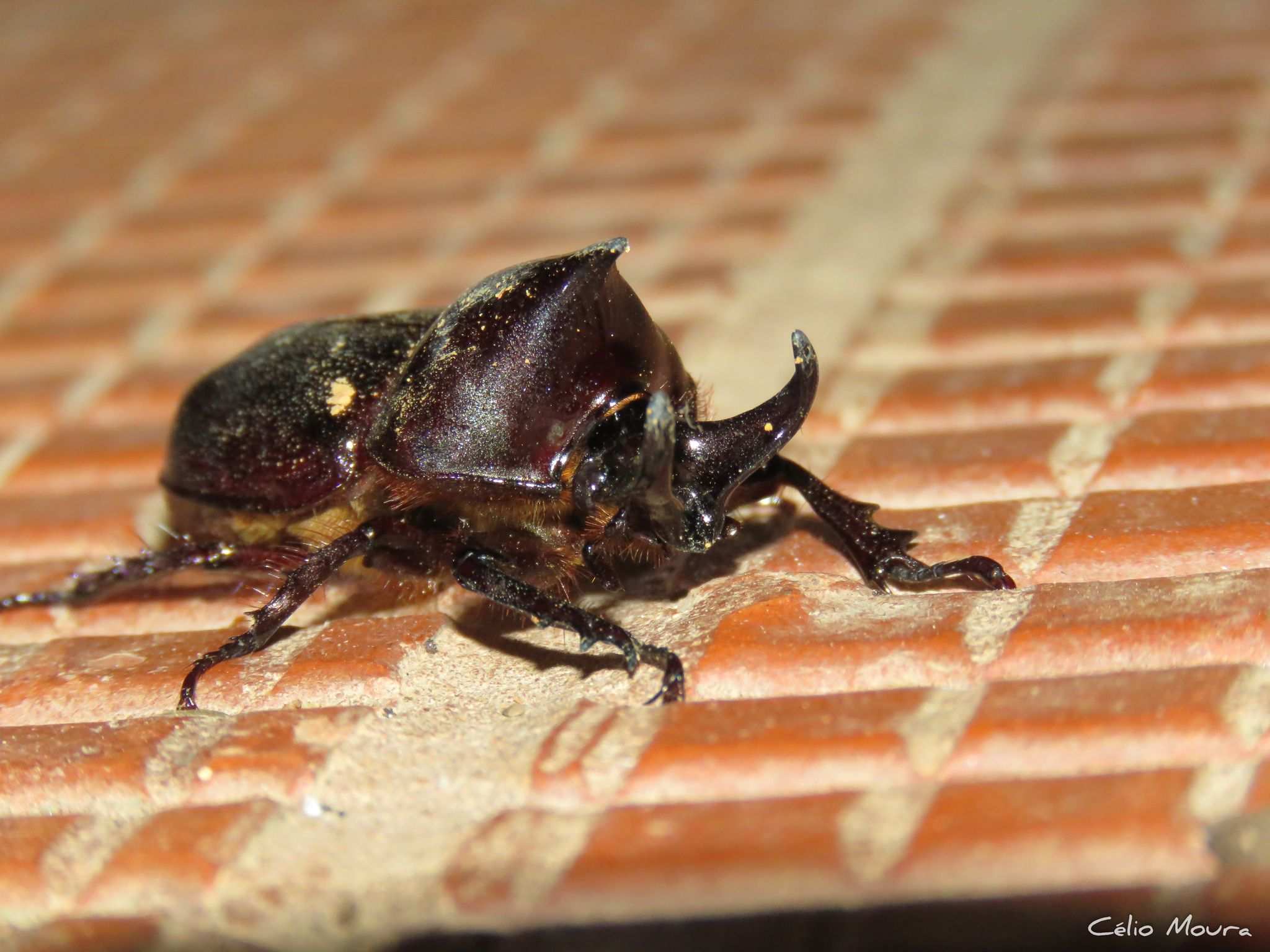 Aegopsis bolboceridus