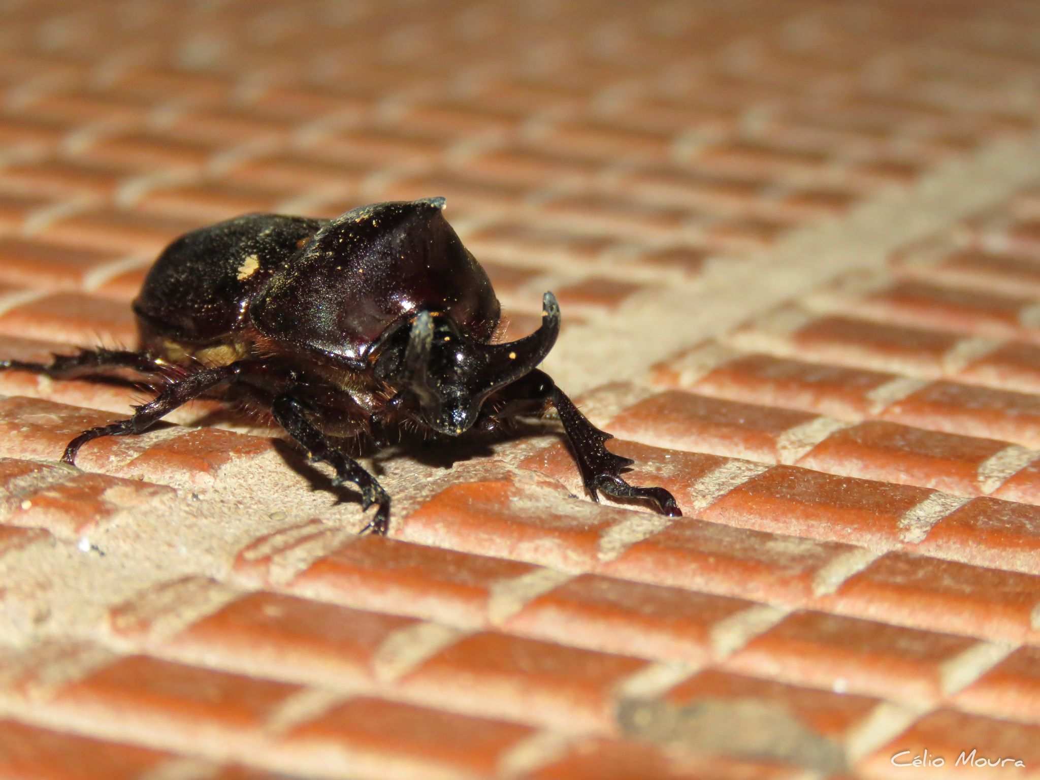 Aegopsis bolboceridus