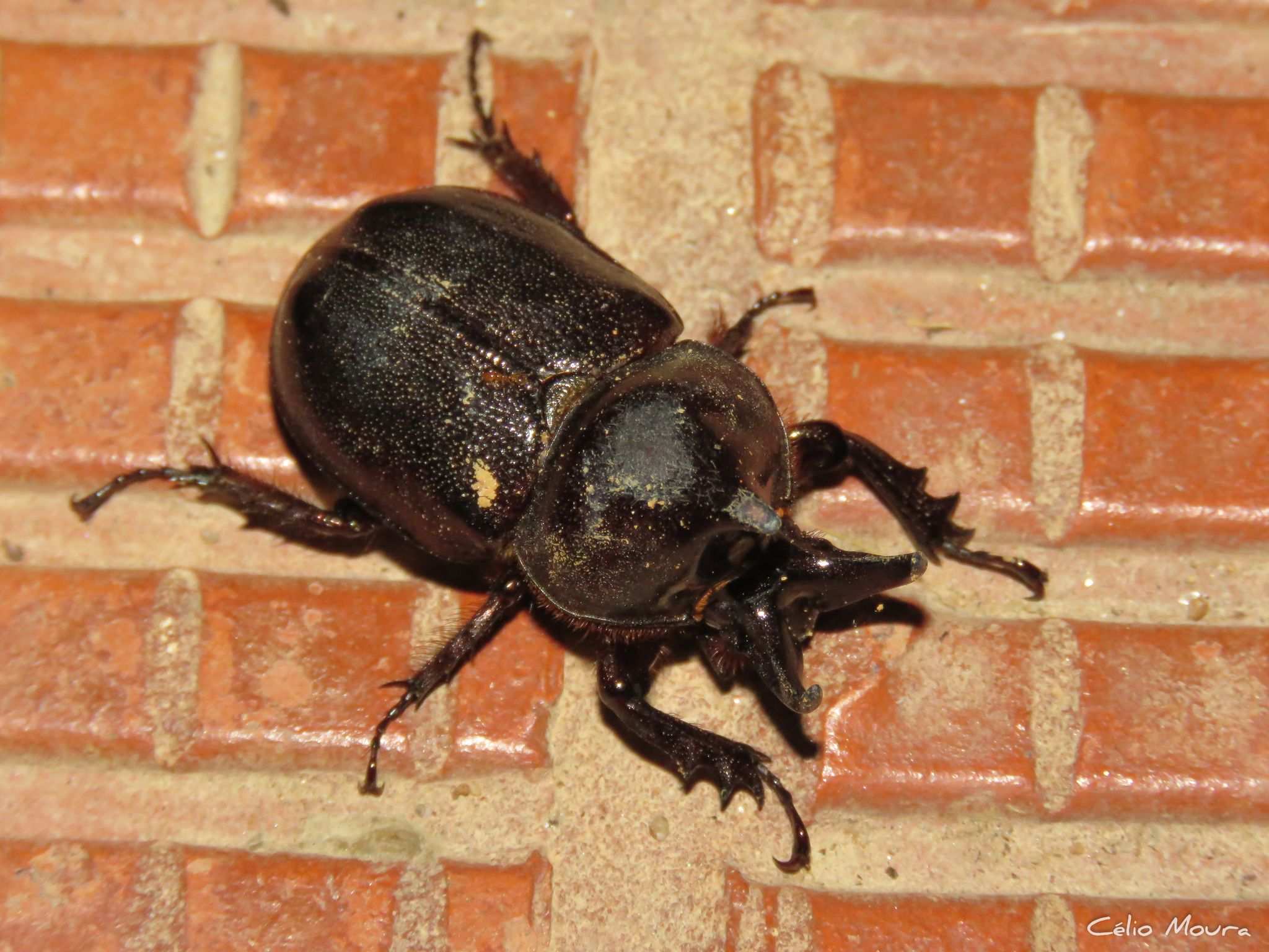 Aegopsis bolboceridus