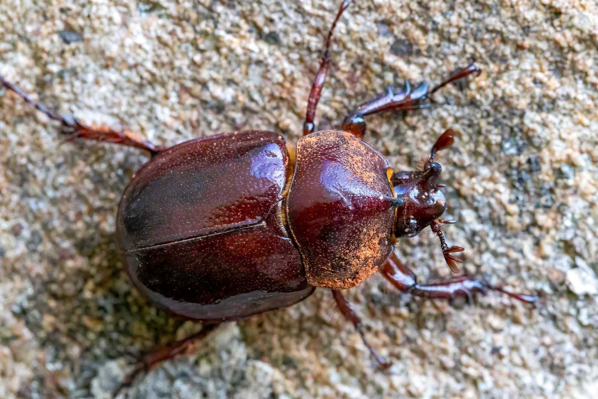 Aegopsis bolboceridus