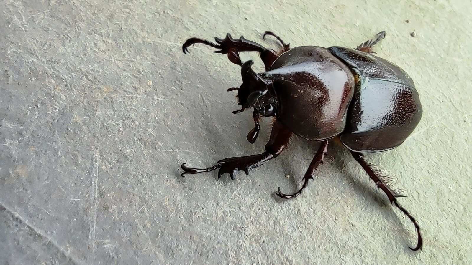 Aegopsis bolboceridus