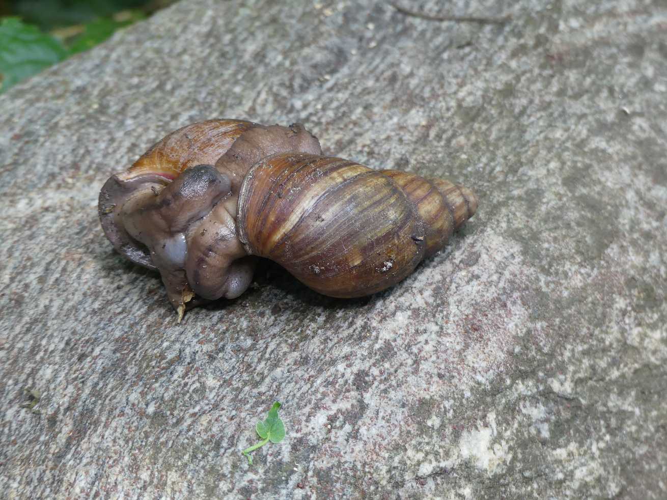 Archachatina degneri