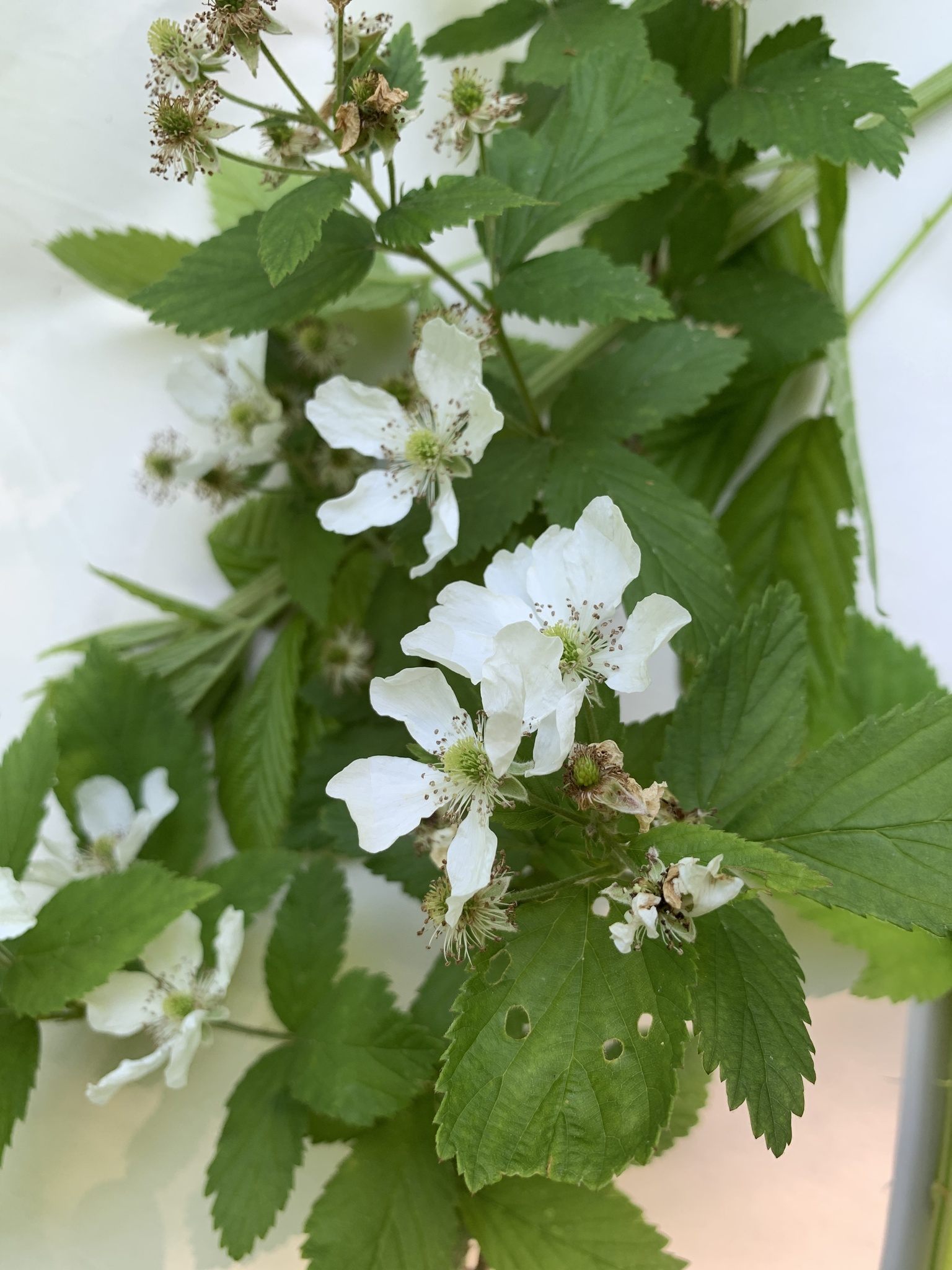 Rubus argutus