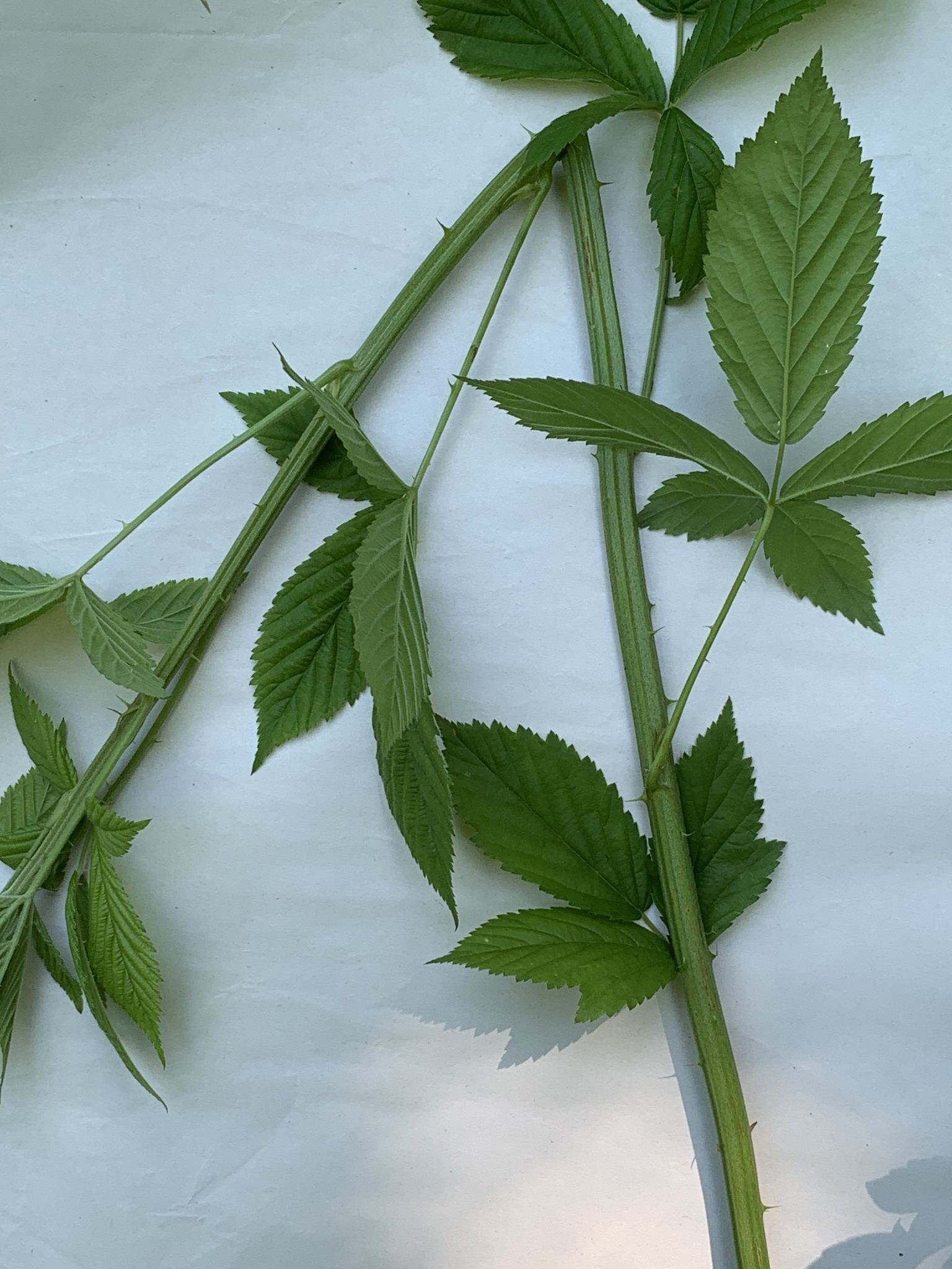 Rubus argutus