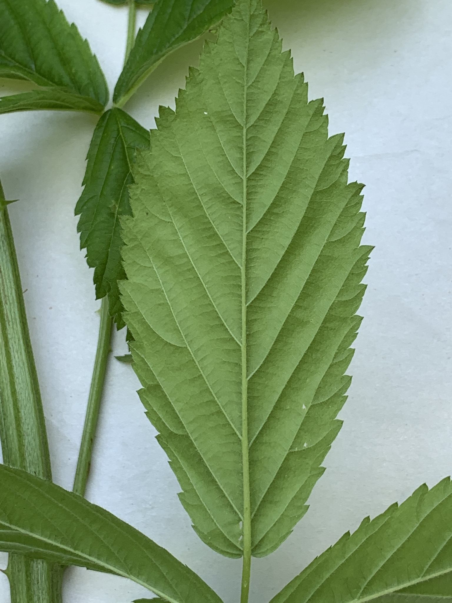 Rubus argutus