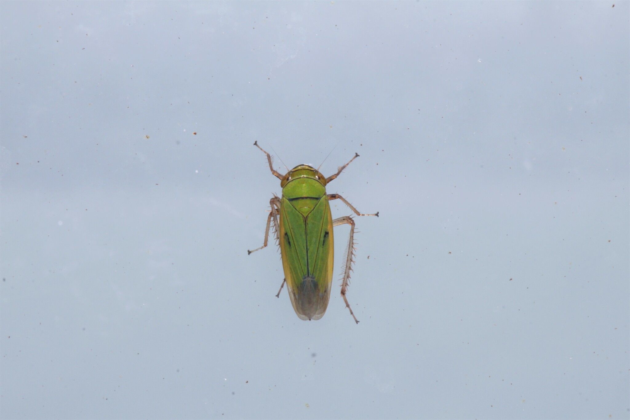 Nephotettix parvus