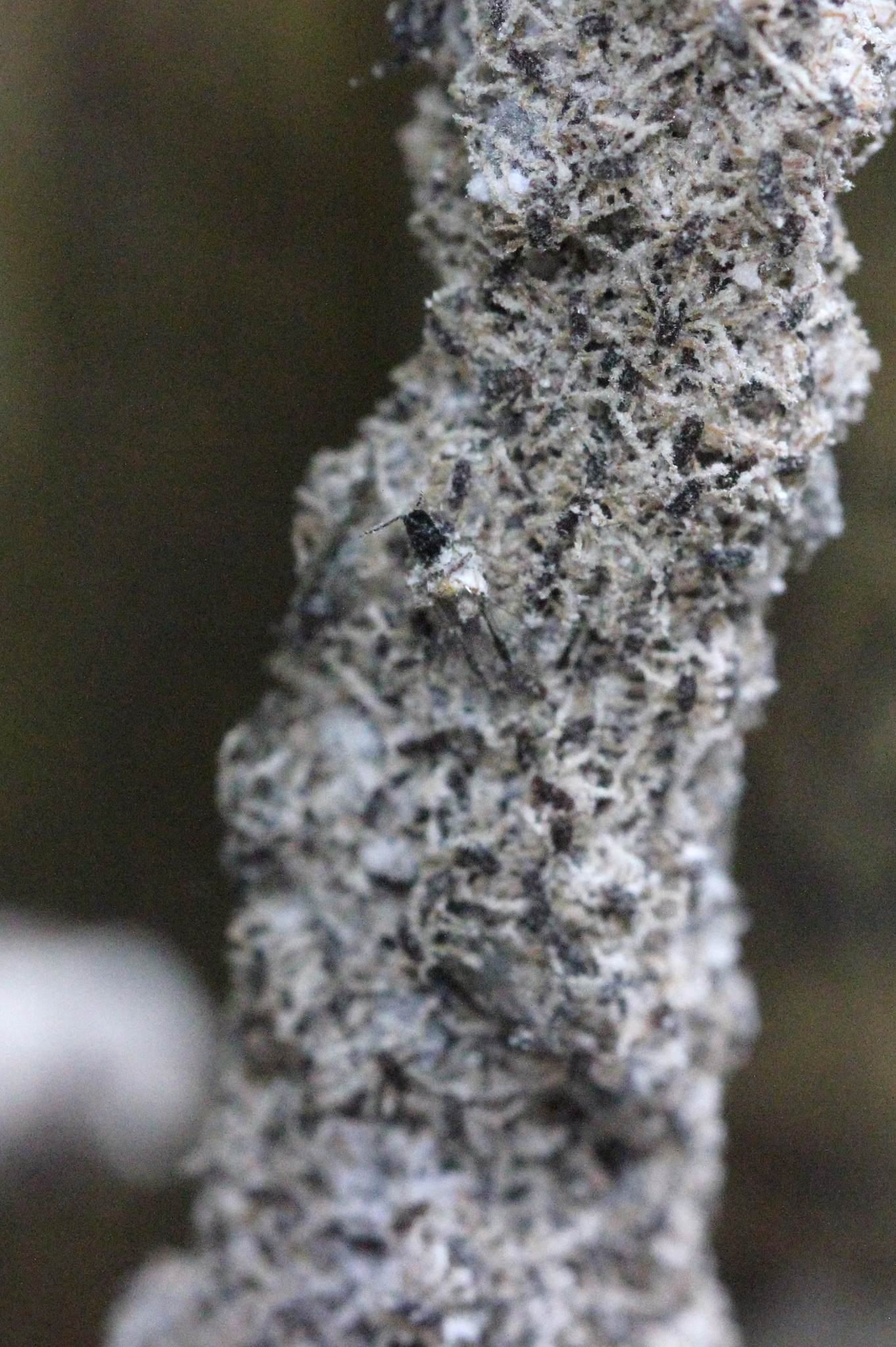 Pseudoregma bambucicola