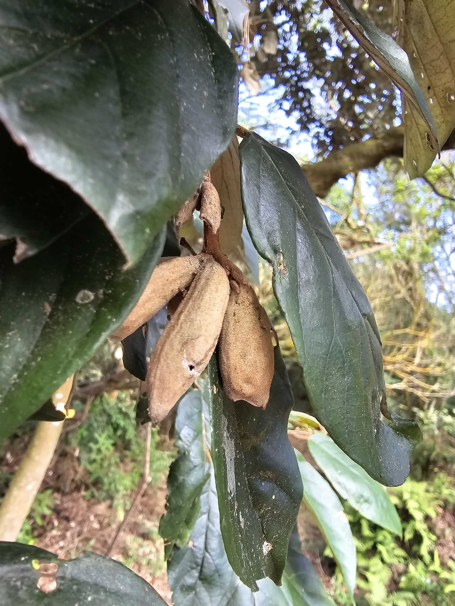 Pseudoregma bambucicola