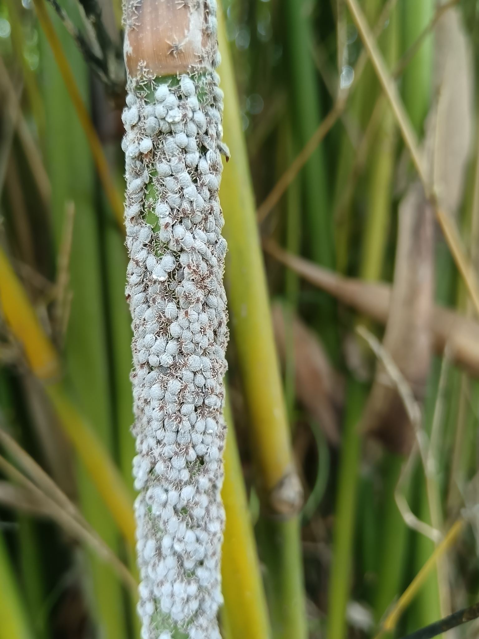 Pseudoregma bambucicola