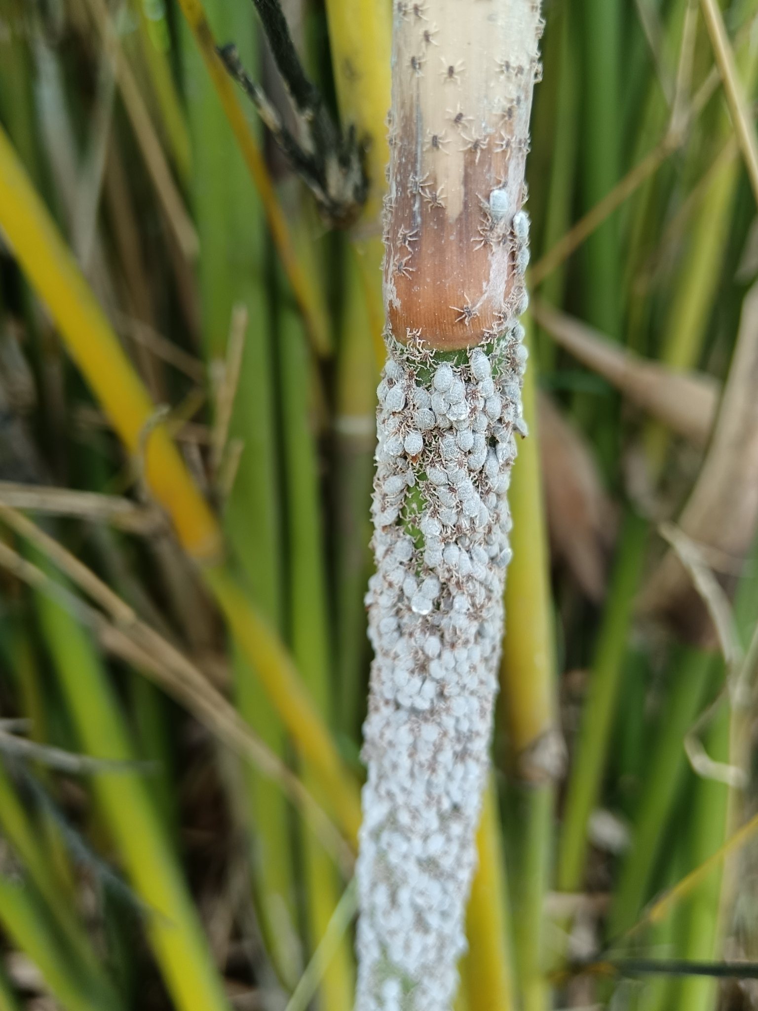 Pseudoregma bambucicola