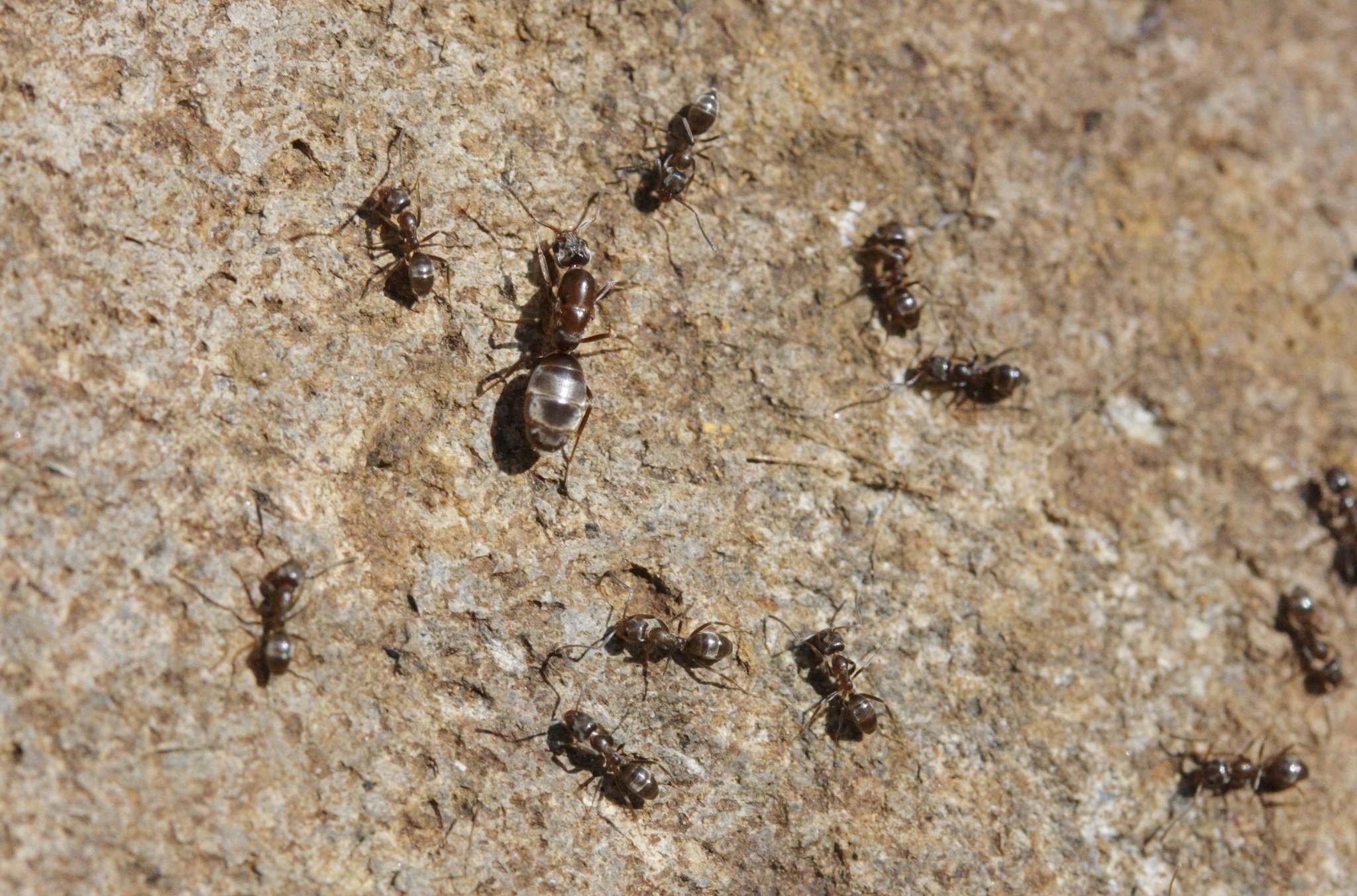 Linepithema humile