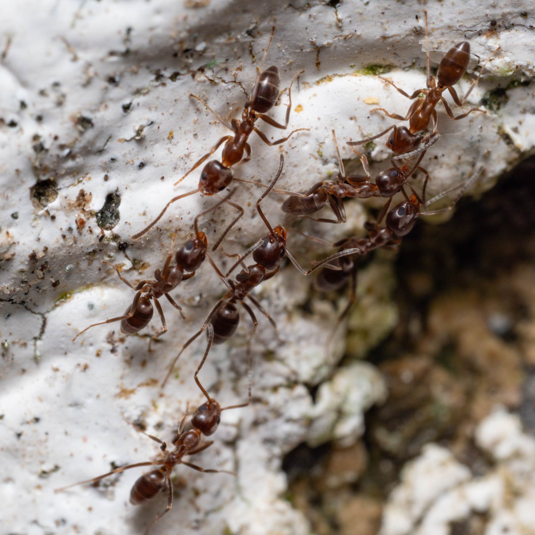 Linepithema humile