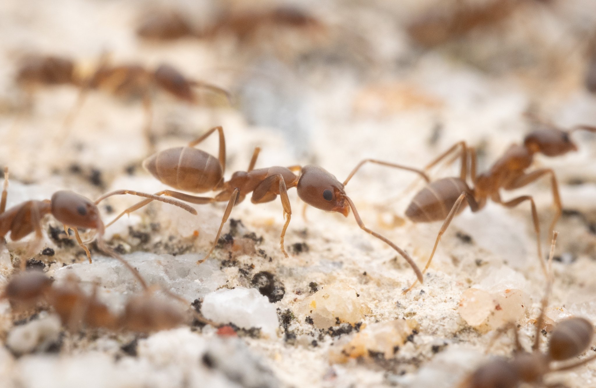 Linepithema humile