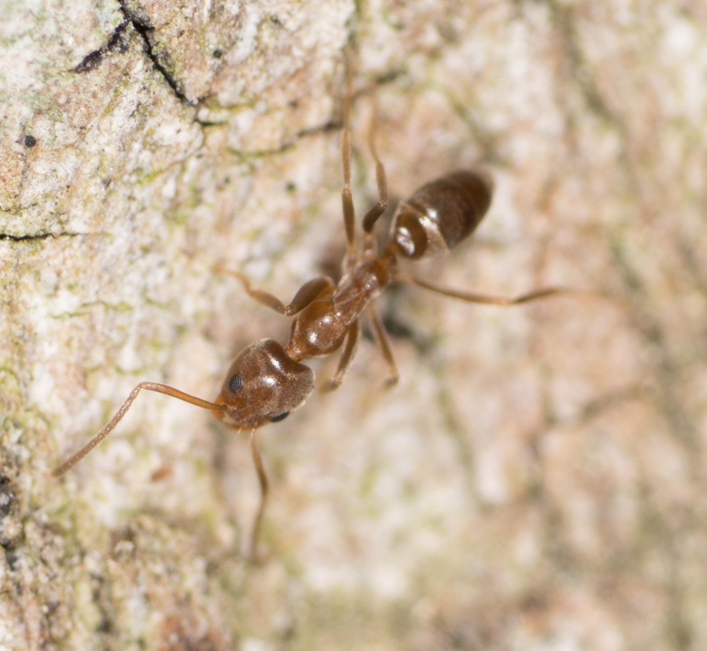 Linepithema humile