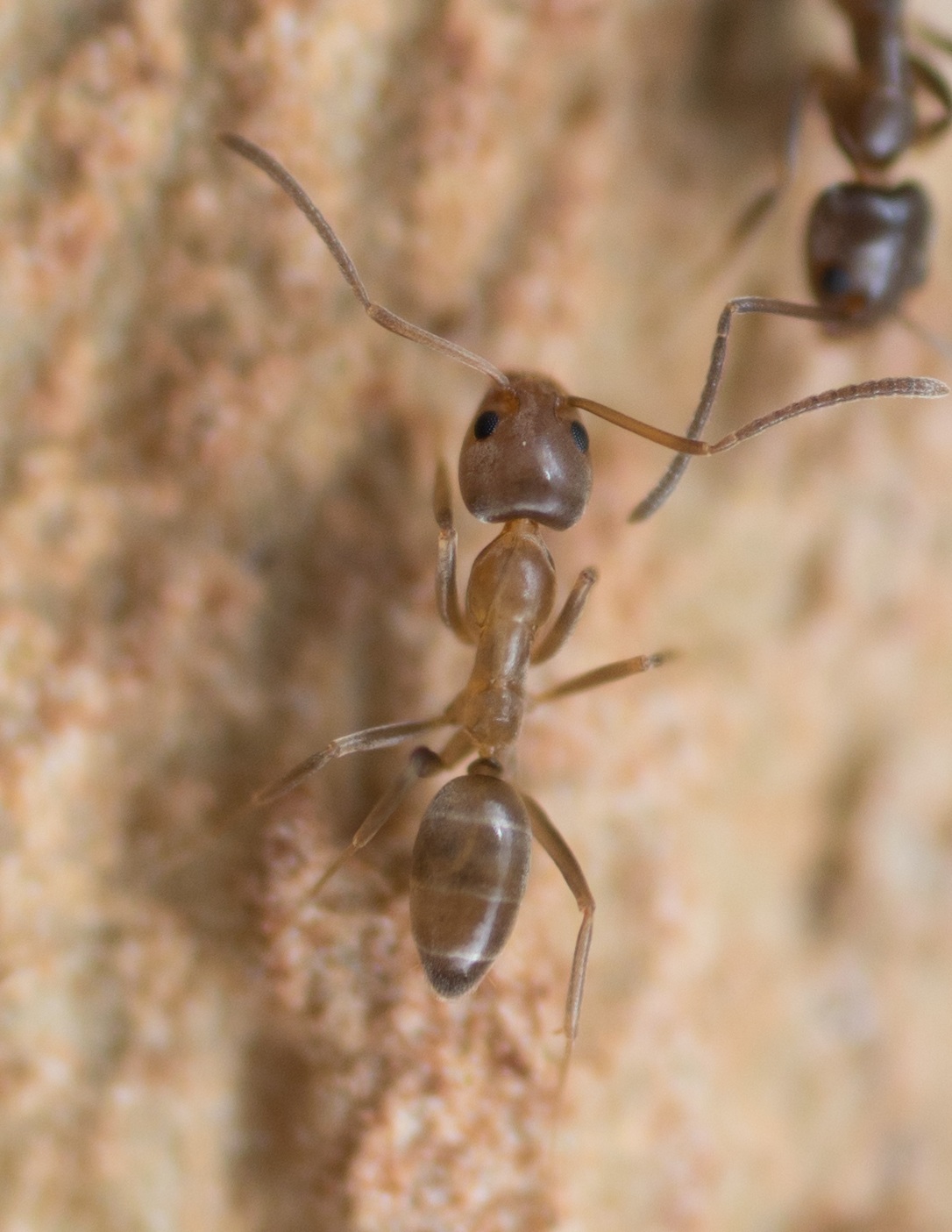 Linepithema humile