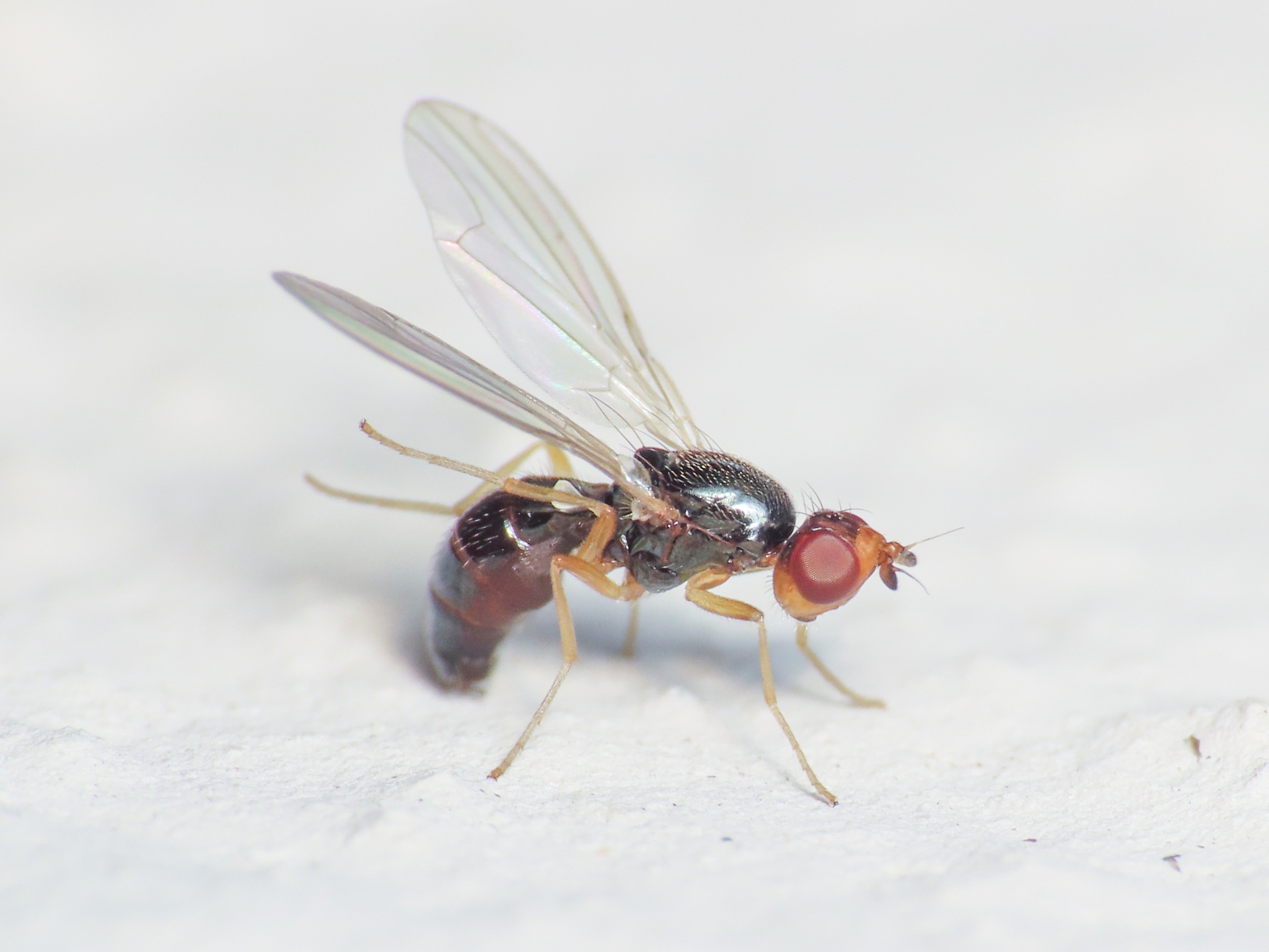 Chamaepsila rosae