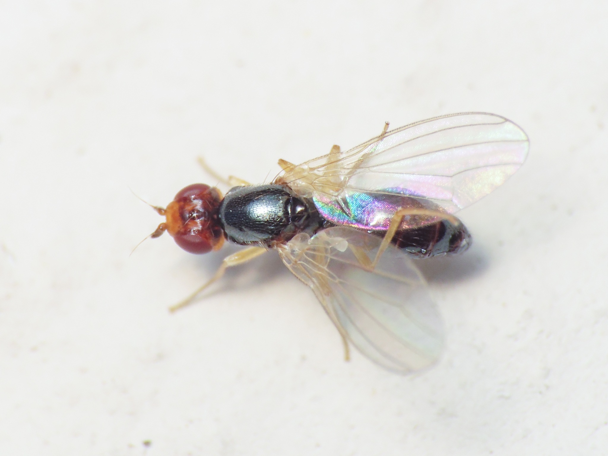 Chamaepsila rosae