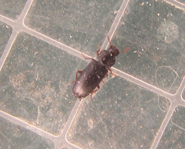 Tribolium madens
