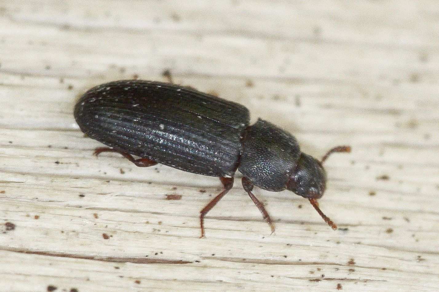 Tribolium madens