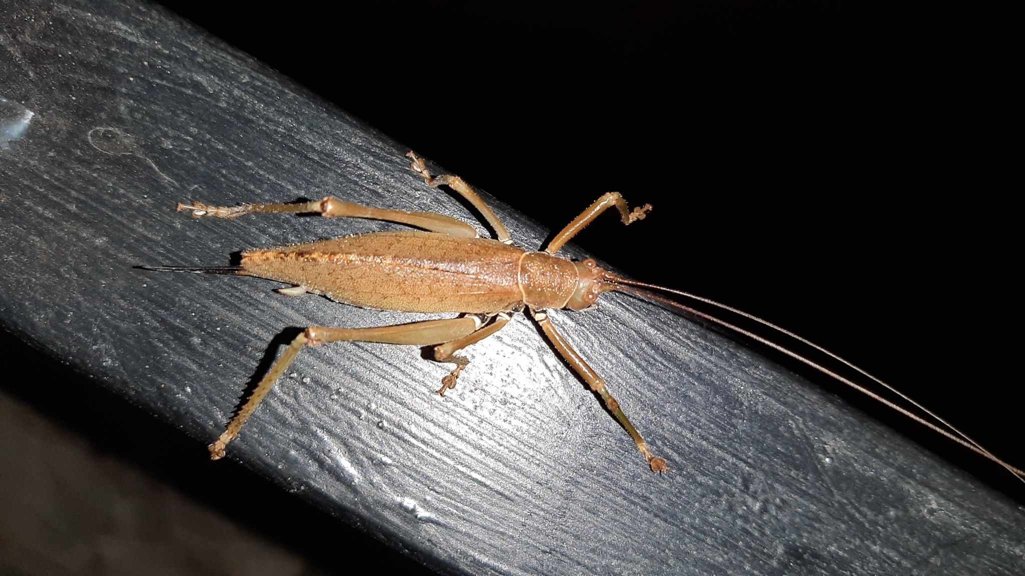 Idiarthron