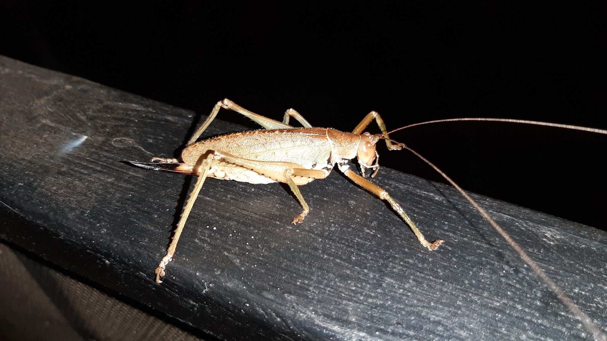 Idiarthron