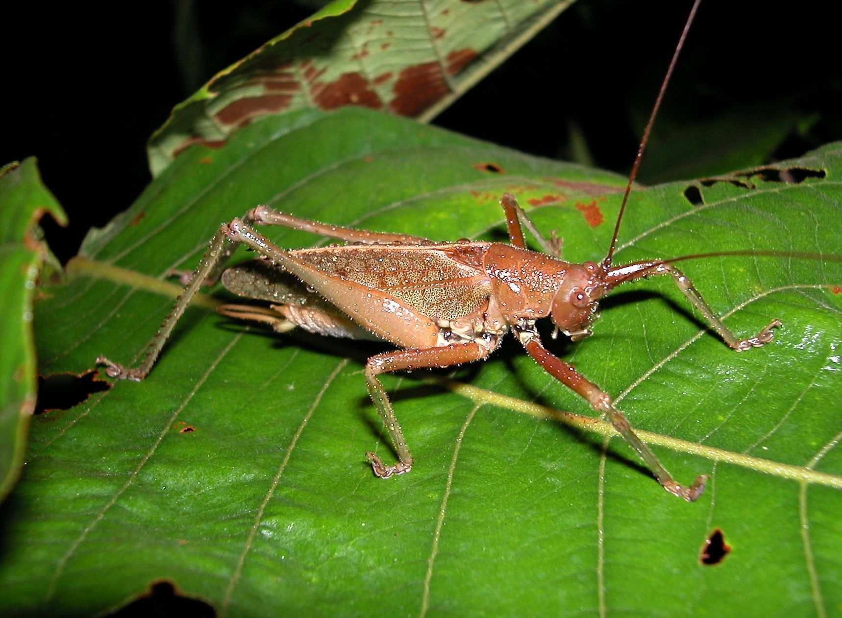 Idiarthron