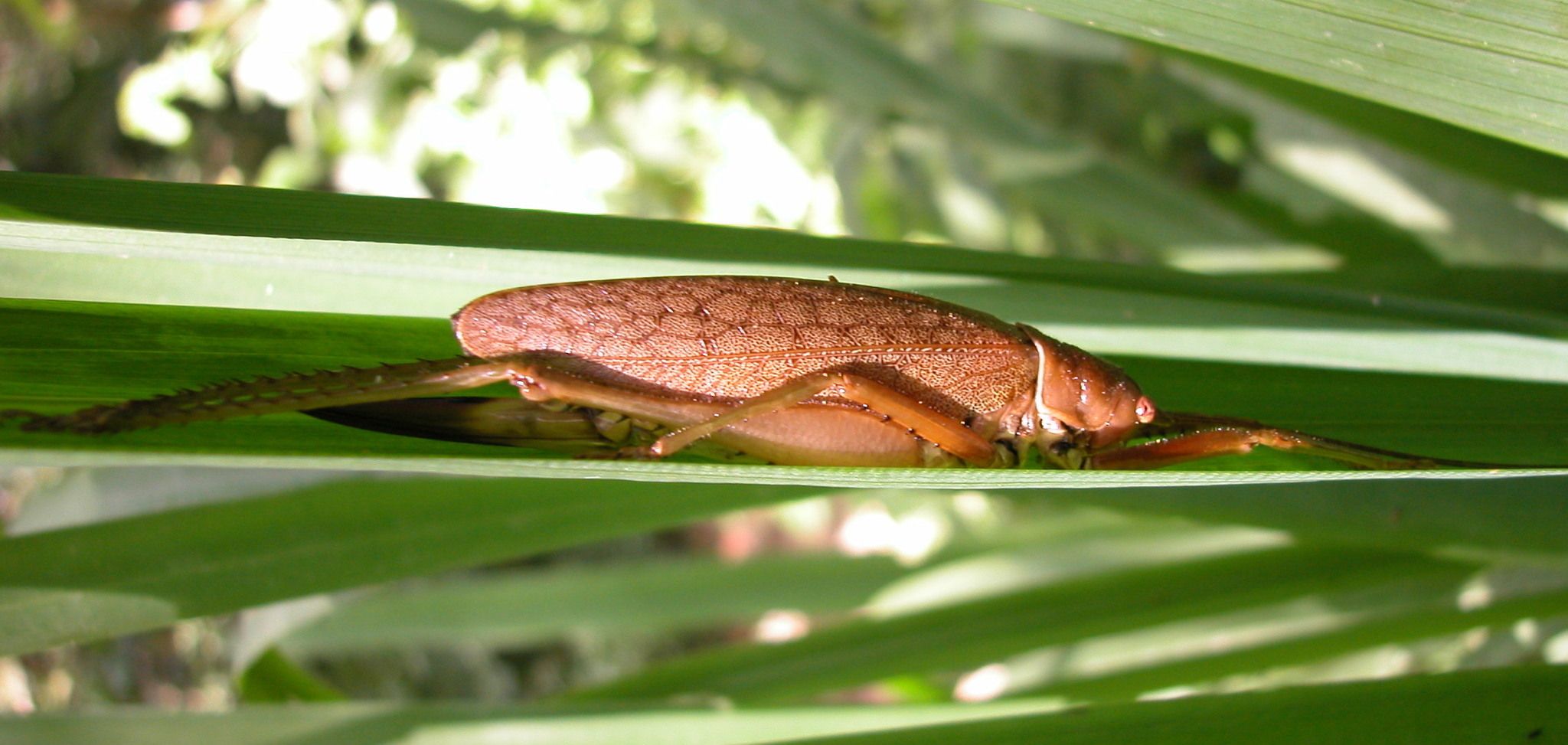 Idiarthron