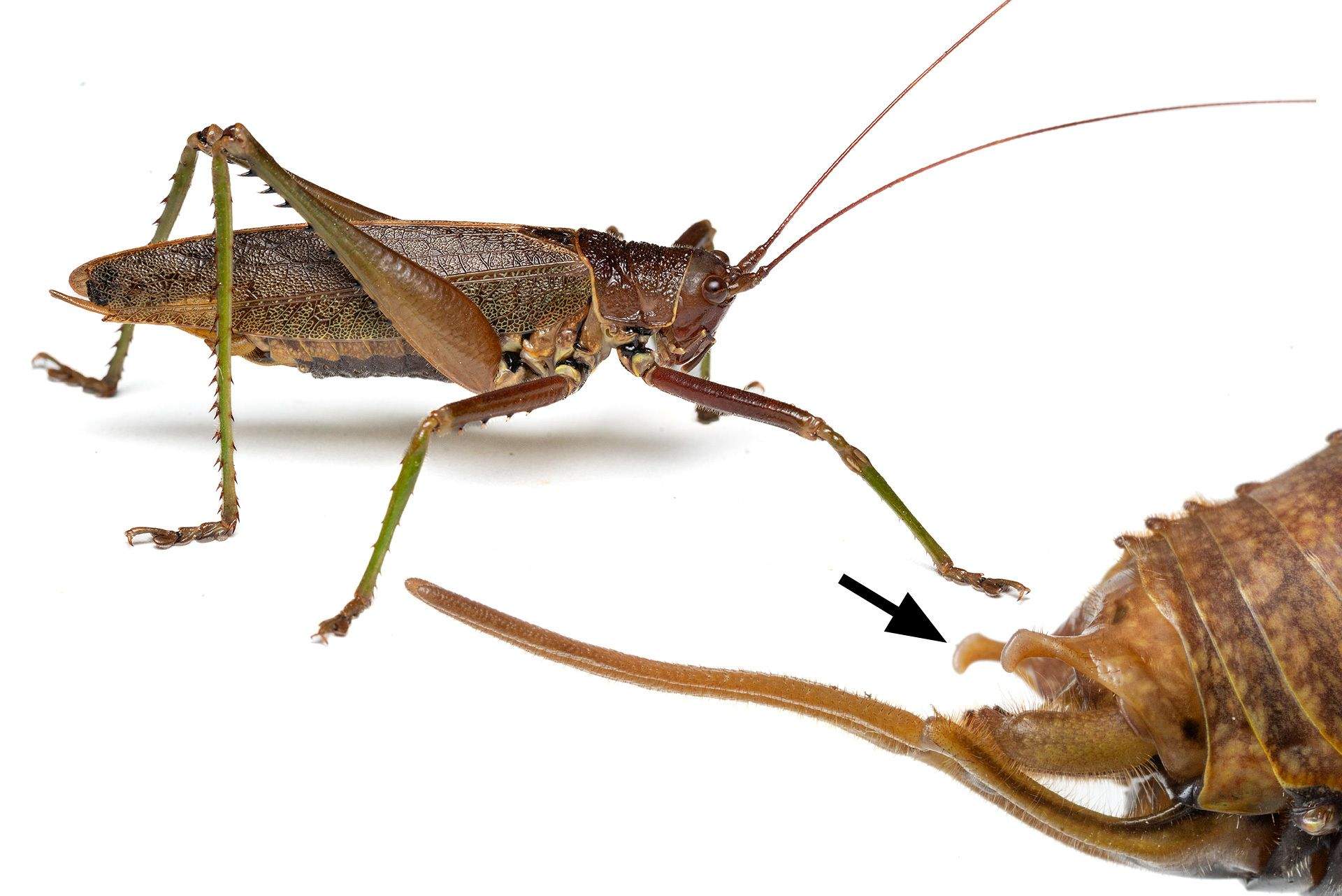Idiarthron