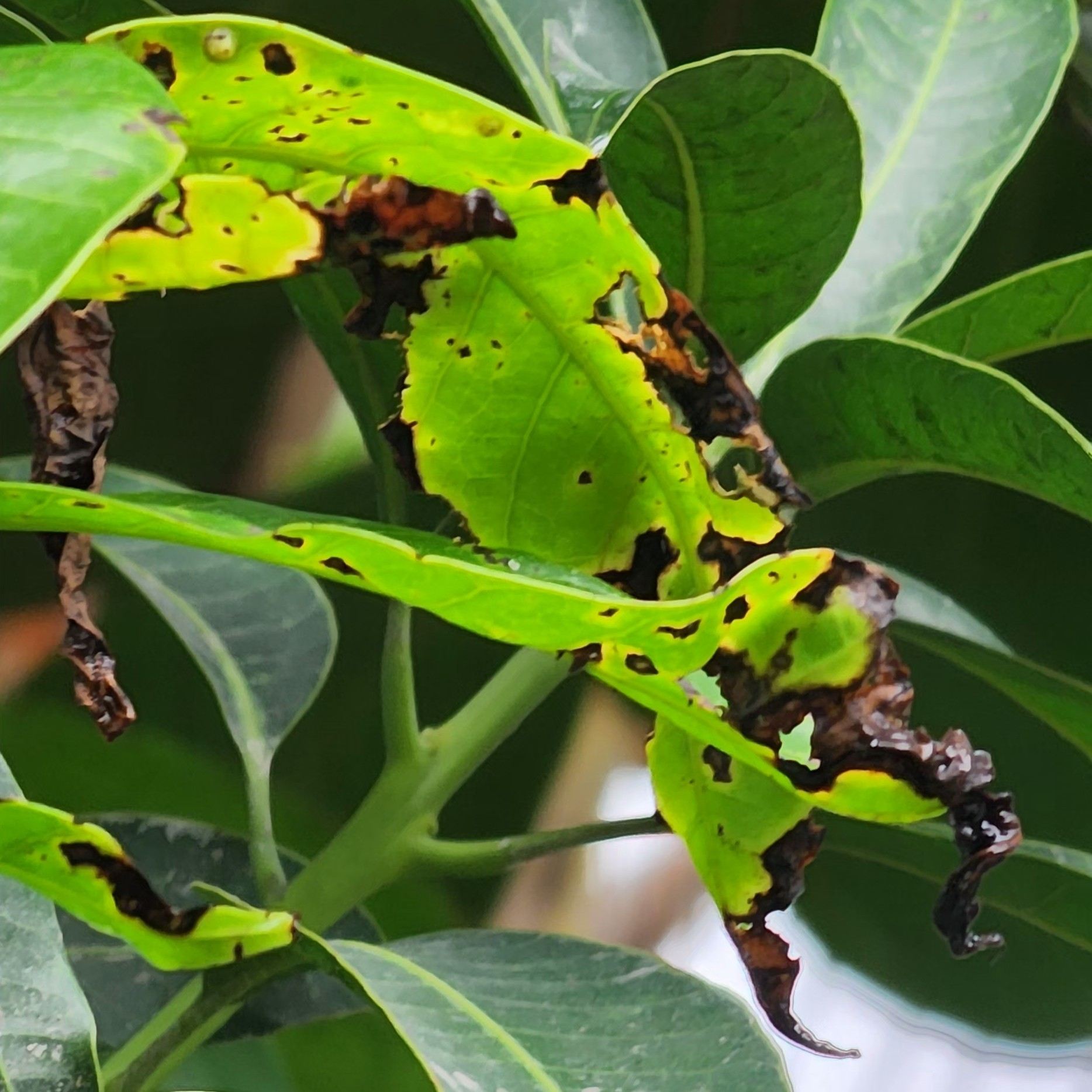 Xanthomonas citri
