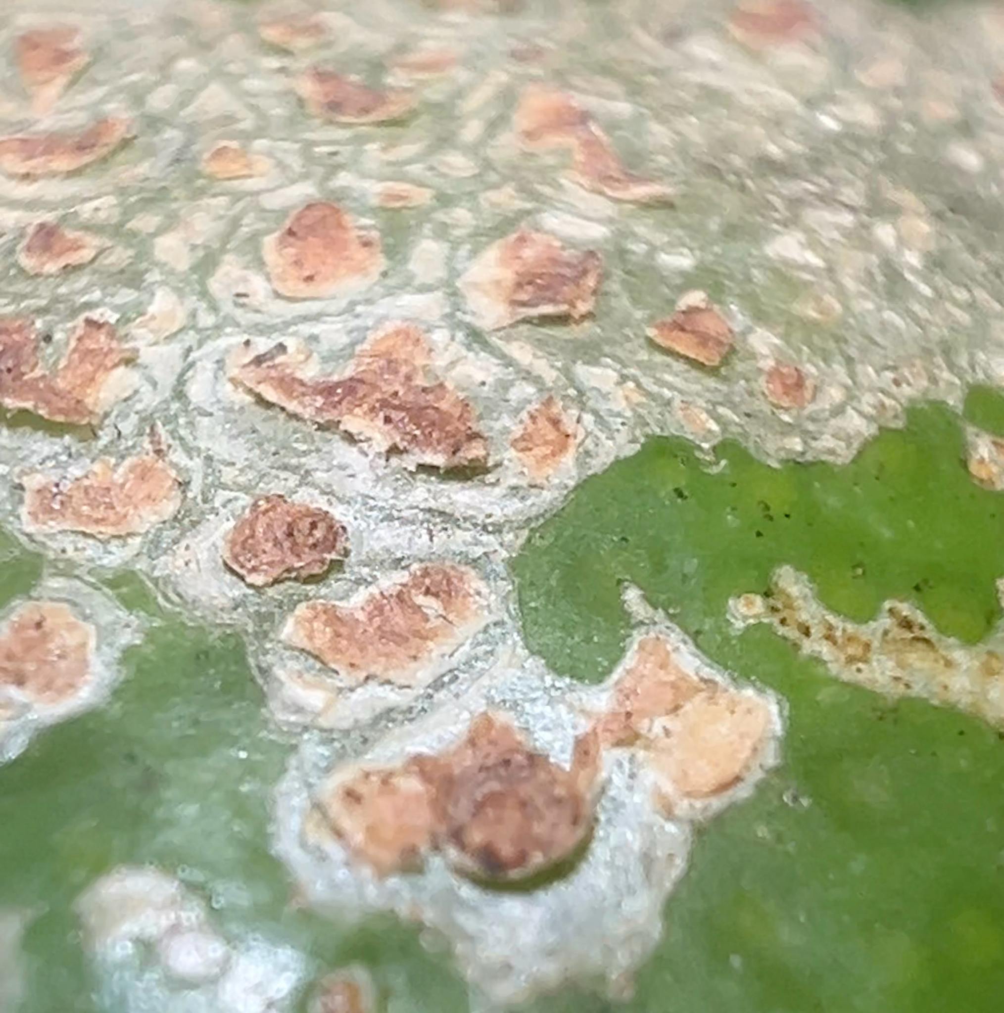 Xanthomonas citri