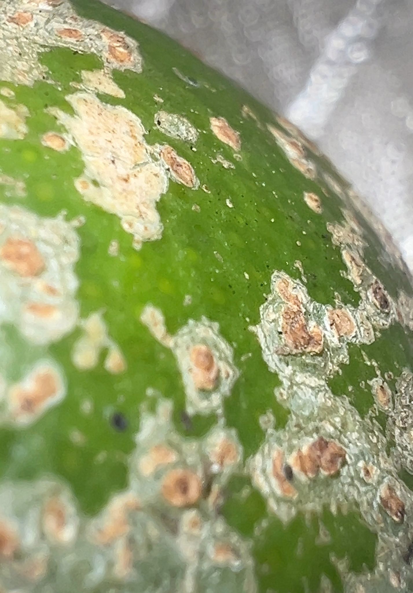 Xanthomonas citri