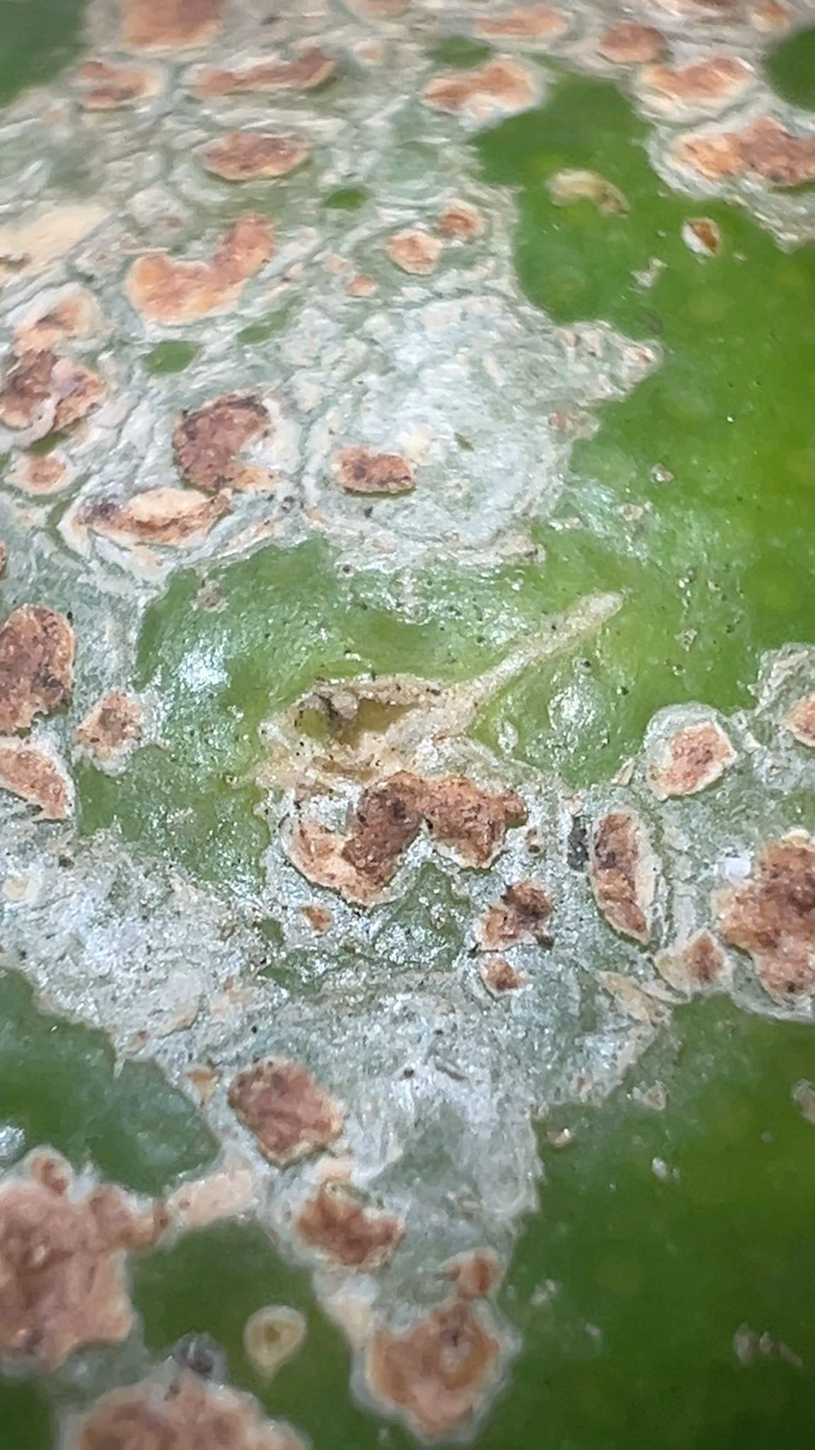 Xanthomonas citri
