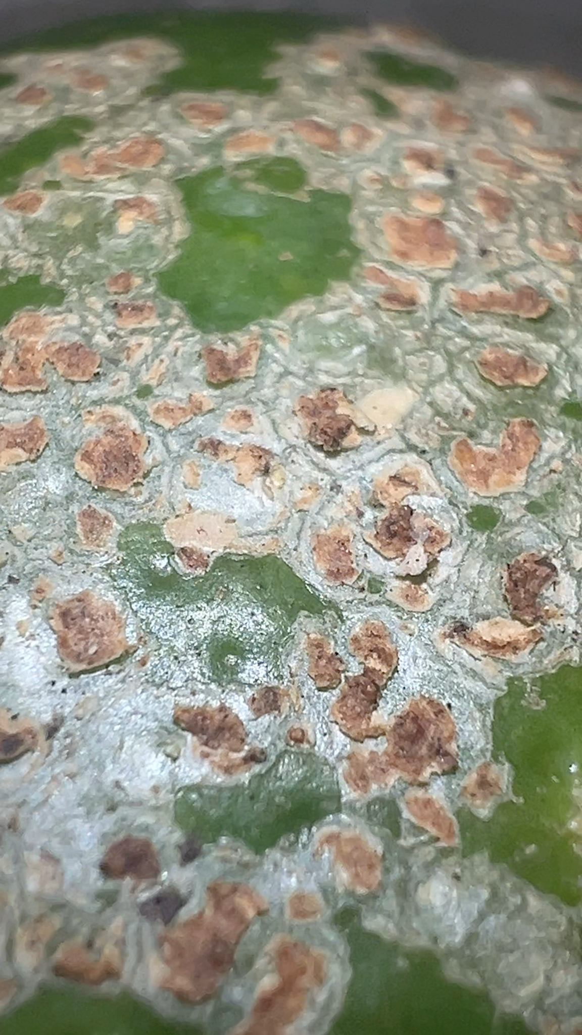 Xanthomonas citri