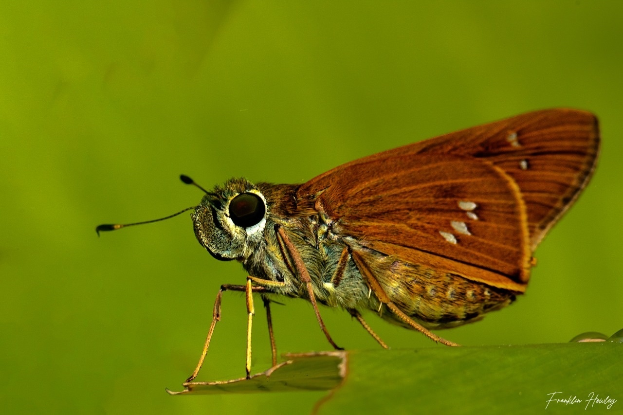 Calpodes