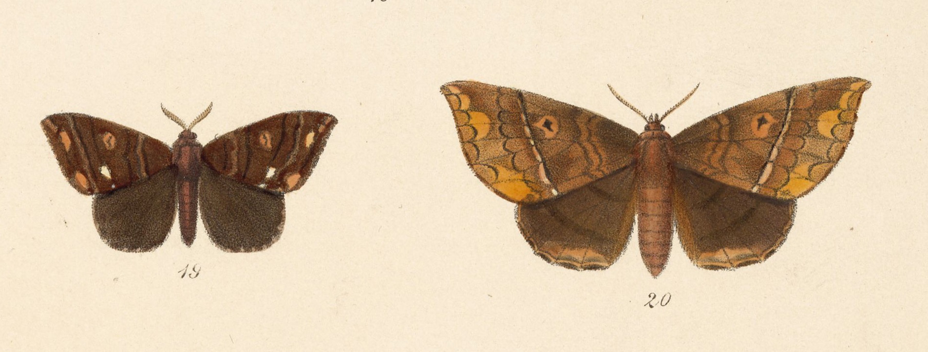 Prothysana