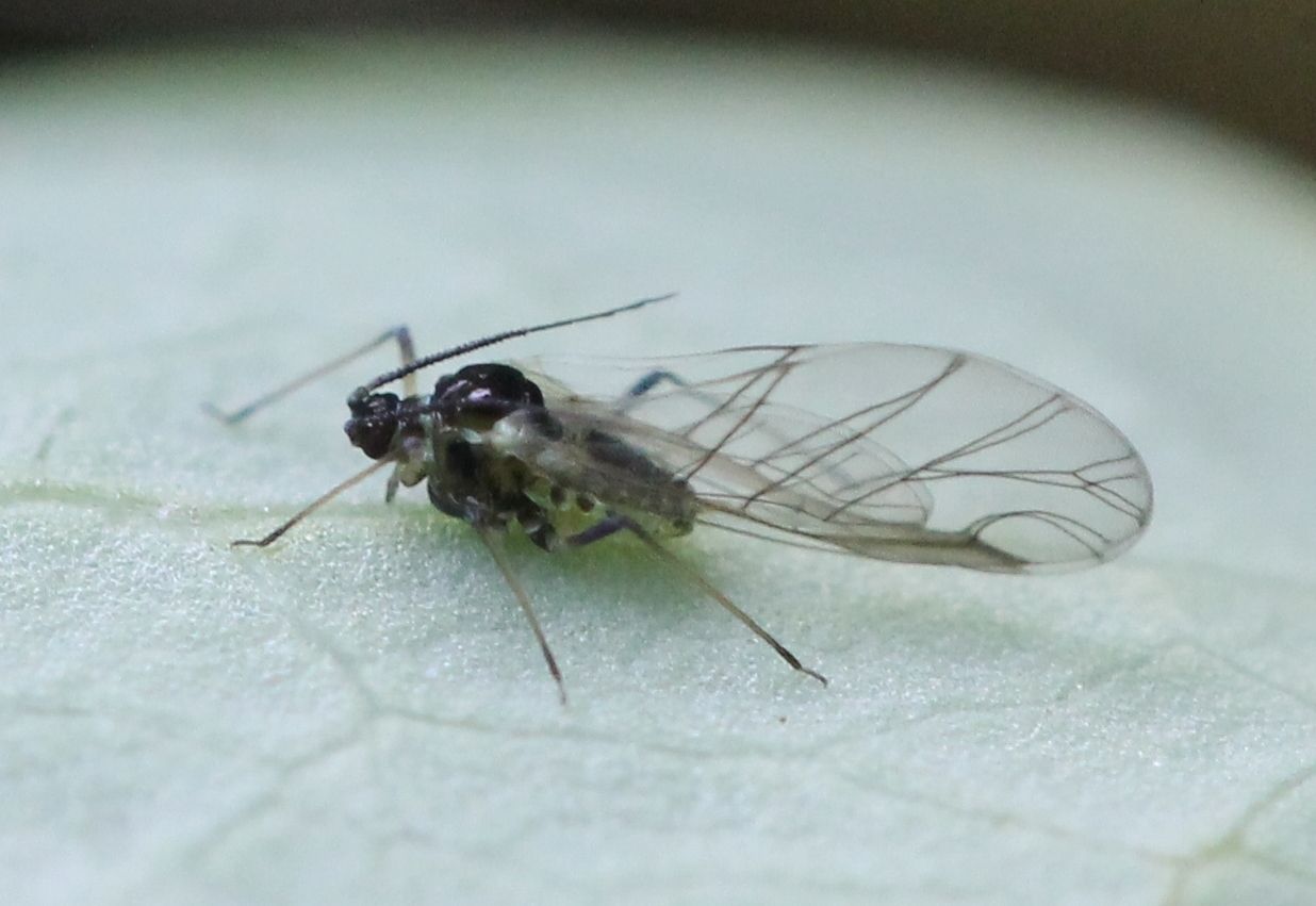 Longicaudus trirhodus