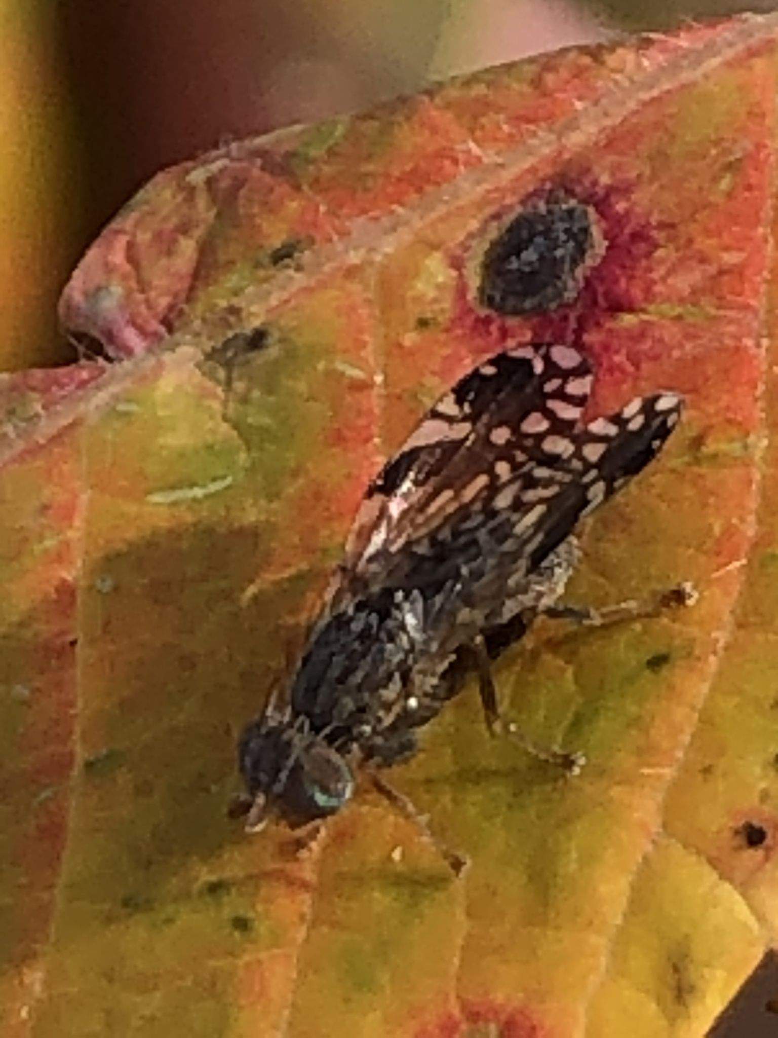 Tephritis pura
